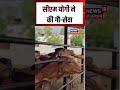 CM Yogi News: मुख्यमंत्री योगी ने की गौ-सेवा #shorts| N18S| Uttar Pradesh| Breaking| Gorakhpur
