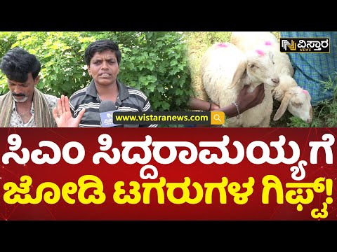 ಸ್ವಗ್ರಾಮದಲ್ಲಿ ಬೆಳೆಯುತ್ತಿವೆ ಜೋಡಿ ಟಗರುಗಳು | Siddaramaiah | Karnataka CM | Varuna  Vistara News