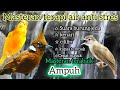 masteran burung murai cililin kenari kapas tembak terapi air cucak ijo dll @rayadhanyavideo