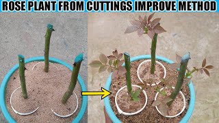 This way to get 100% result of rose plant from cuttings | how to grow rose plant from cuttings