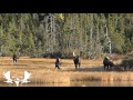 25 Years In The Waiting Moose Hunt.