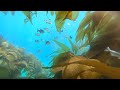 Pacific Dreams: A California Film
