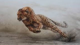 Leopard attitude whatsapp Status || 2020 || the heavy bike of Jungle || 2021