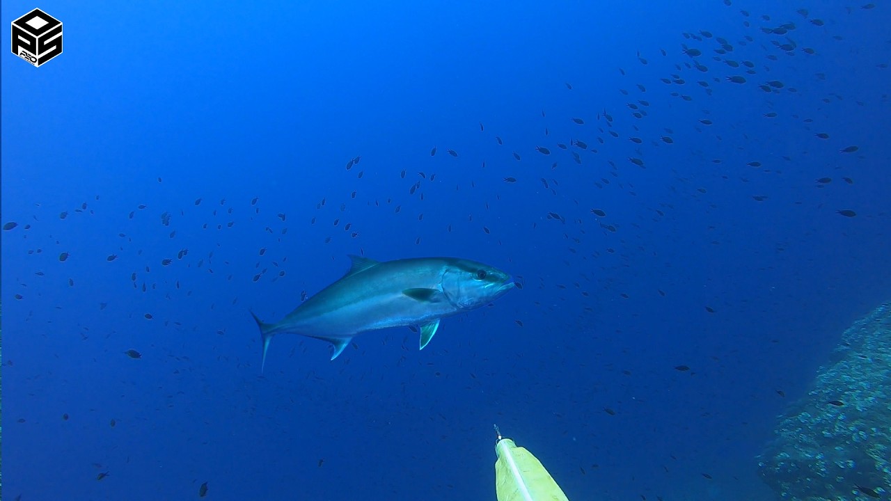 PESCASUB Ricciola +6kg Cernia Pesca subacquea Sottocosta