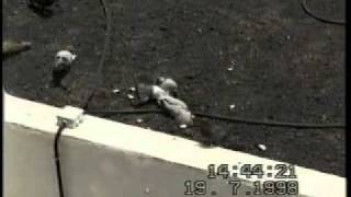 Drunken pigeon. (not by my hand)