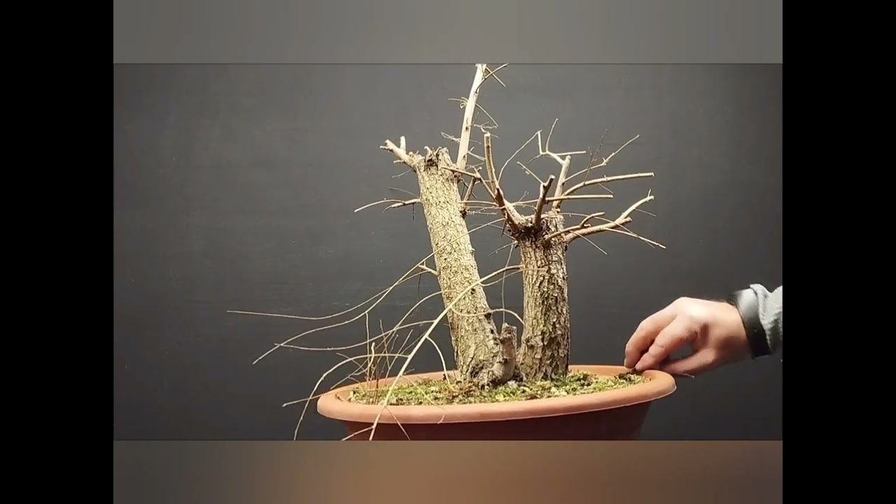 Dazer0aBonsai- POTATURA + INNESTO A FORO PASSANTE OLMO YAMADORI