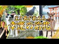 幸運の前兆!?生き物が伝える神様からのメッセージ【神社 お寺】