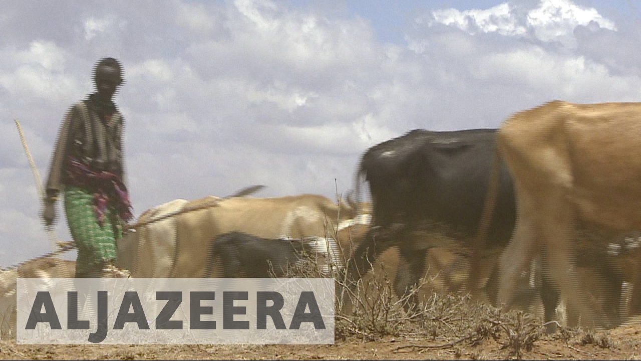 كينيا: نفوق الحيوانات وتدمير المزارع في غزو الرعاة