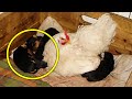 When this farmer went to take a close look at his hen, it was like nothing he&#39;d ever seen before.