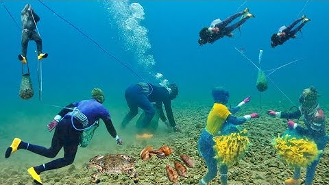 Lặn Biển Bắt Gặp Ghẹ Xanh Đang Mang Trứng Thợ Lặn Đua Nhau Bắt Hải Sản | Cảnh 86