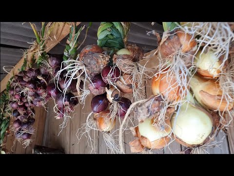 Vidéo: Comment stocker les ensembles d'oignons pour la plantation