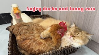 So funny cute!duck is very angry because he was abandoned by the cat!The cat hugs the hen to sleep