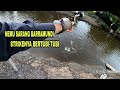 NEMU SARANG BARRAMUNDI STRIKENYA BERTUBI-TUBI || Umpan udang hidup ||