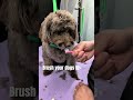 The Honest Truth About Your Dog's Breath (It's a Health Issue) 🦷