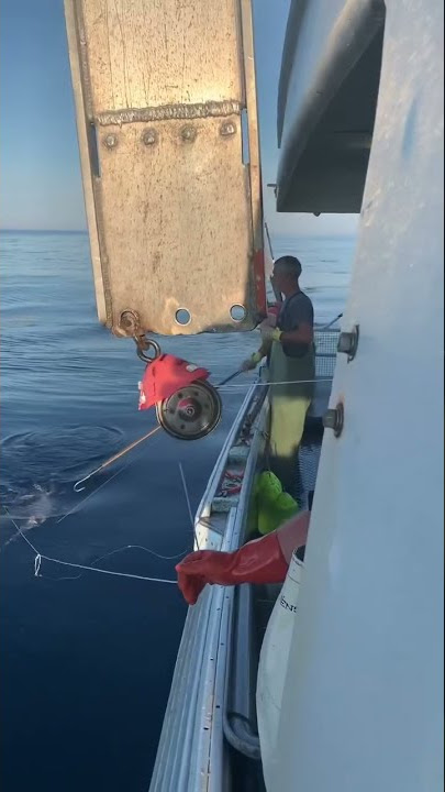 Longline Swordfishing on George’s Bank Summer 2020
