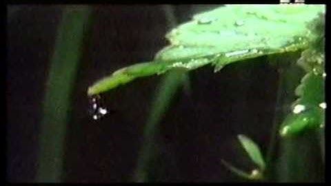 Hexagone - Burning Trash Floor  (Official Video)