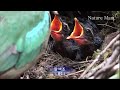 Mother bird&#39;s love/어미새의 사랑