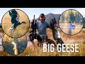 Hunting BIG Geese (and more) | Pigeon Paradise, Episode 8