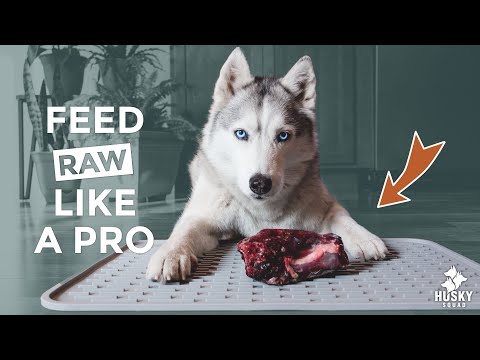 How to Feed Raw Meat For Dogs - Tips for Your DOGGO LIFE
