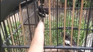 MEMBEDAKAN JANTAN BETINA TROTOL ANAKAN KACER DADA HITAM