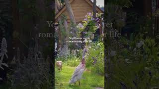 Romanticise your life 💕🌱 #cottagecore Romanticise your life 💕🌱 #cottagecore