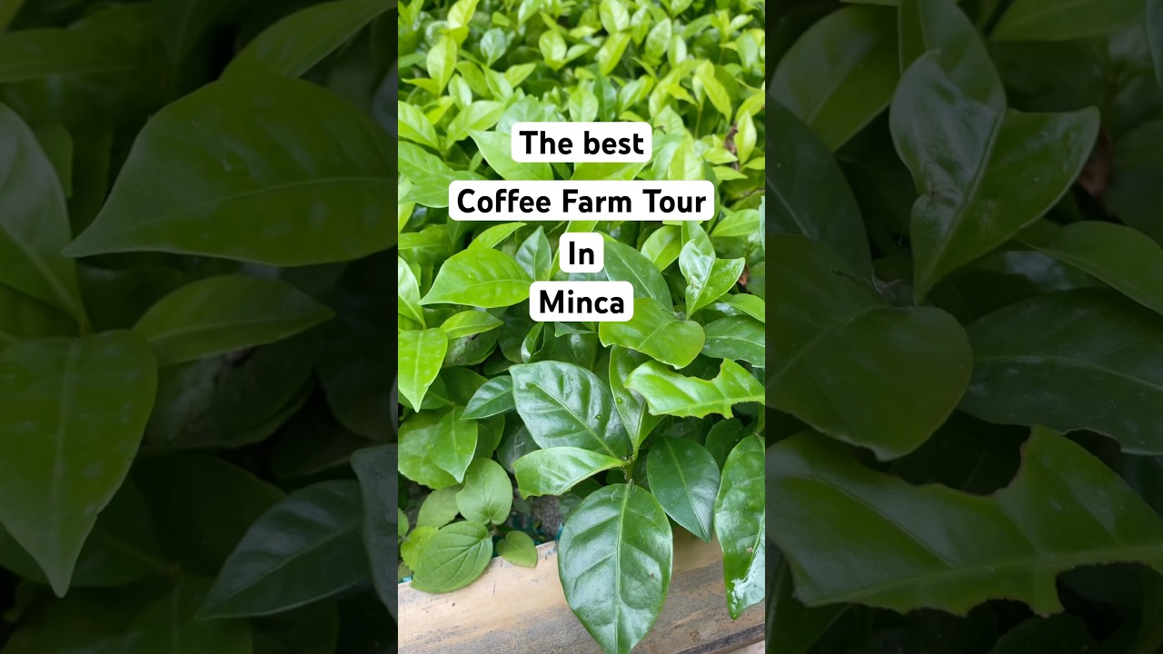 Minca is an underrated day trip from Santa Marta, Colombia 🇨🇴☕️ 