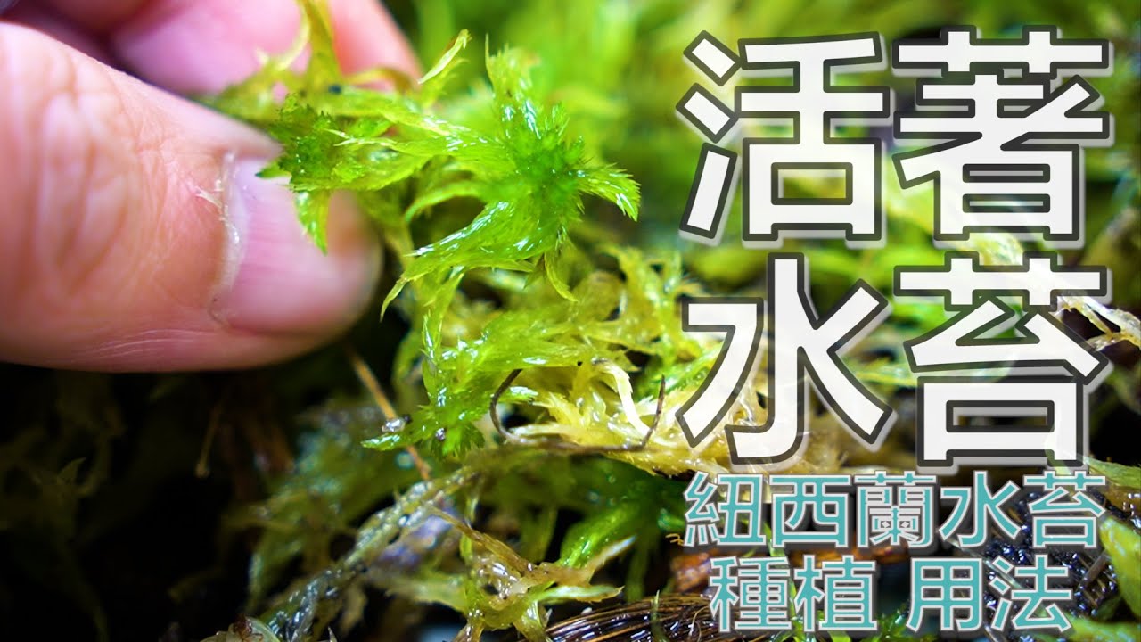 水苔不在是想像中乾燥的樣子 我們可以試著種活水苔 Youtube