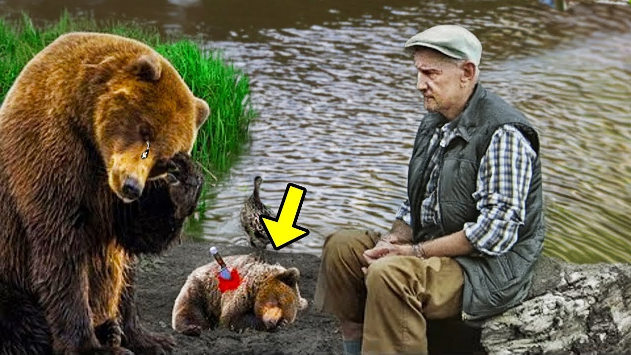 Mama Bear Takes Her Dying Cub To The Fisherman & Begs For Help Then He ...