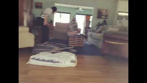 Human aggressive belgian malinois mix behavior modification