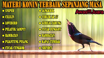 MASTERAN KONIN FULL TEMBAKAN MEWAH ISIAN LOMBA  MATERI TERBAIK SEPANJANG MASA