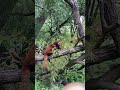 The red panda