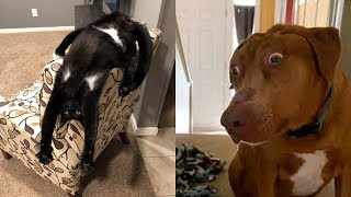 Funniest Cats And Dogs Videos 😍| Try Not To Laugh #51