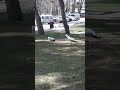 pazar sabah kosusu