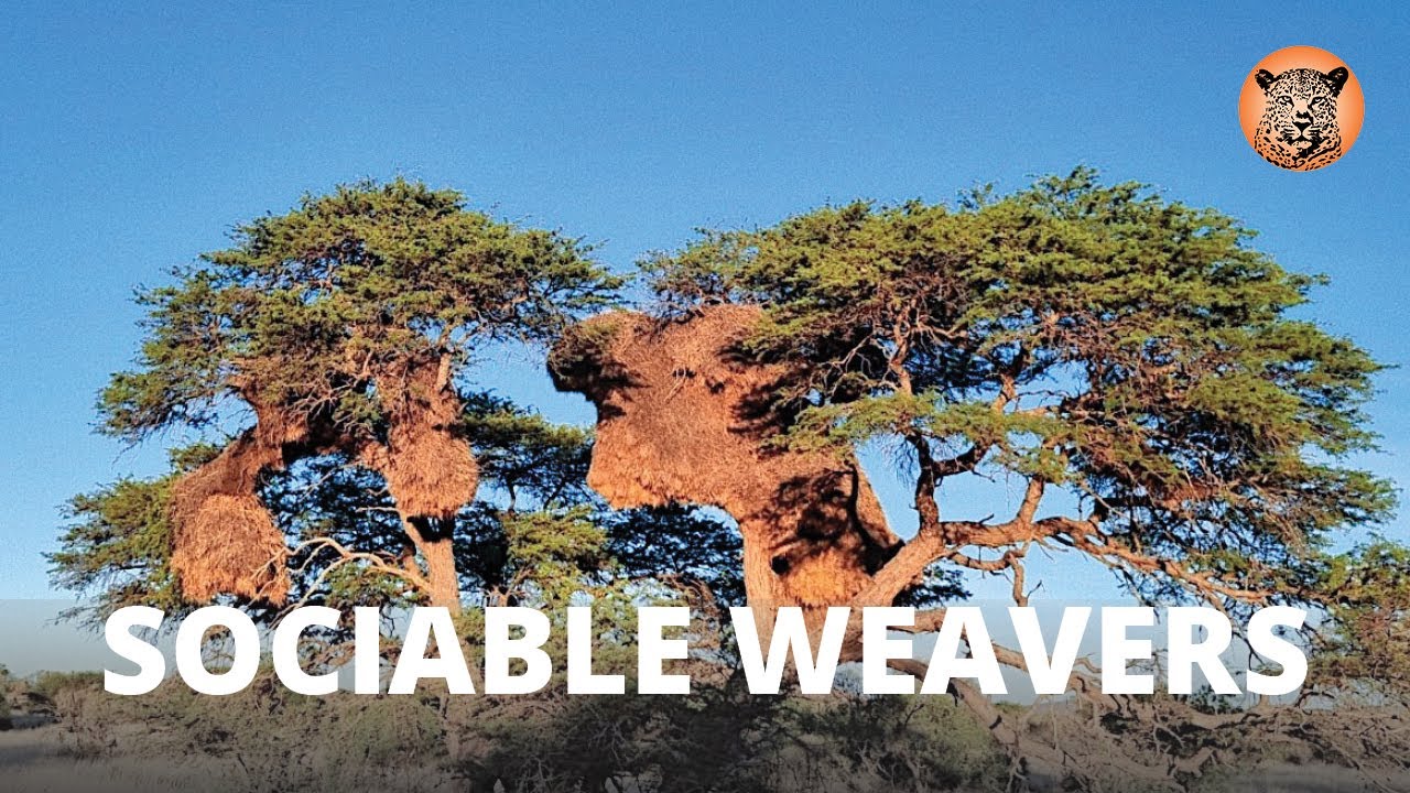 The Sociable Weavers of the Kalahari 