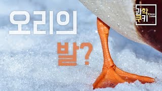 오리가 얼음물 위에 오래 있을 수 있는 이유는? - '찻잔 속 물리학'