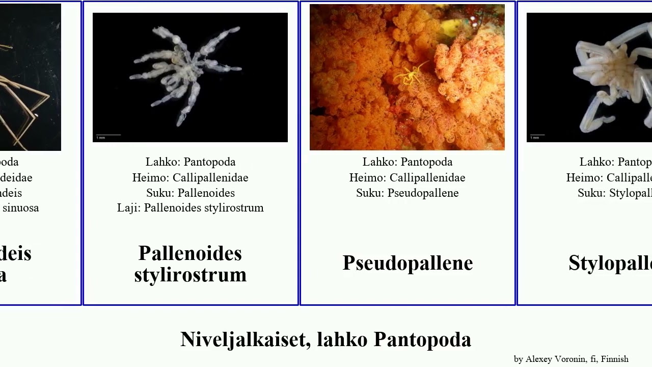 Niveljalkaiset, lahko Pantopoda austrodecus arthropoda Stylopallene excelsum ovatoides Pallenoides
