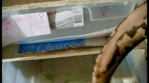 I Need Help To Name My 3 New Ball Pythons