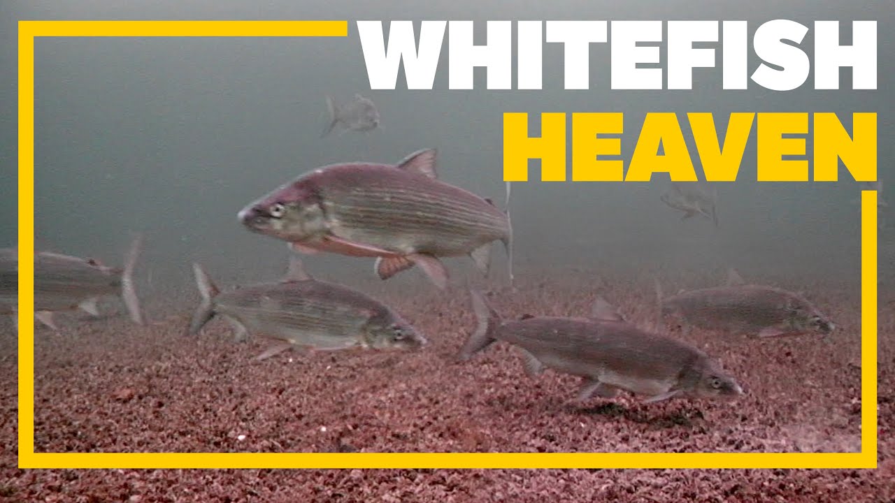 Ice Fishing for Lake Whitefish YouTube