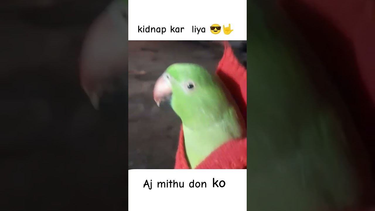 Aj mithu don ko kidnap kar liya     😎🤟 