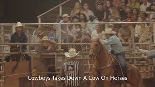 Cowboys Takes Down Cows On Horses