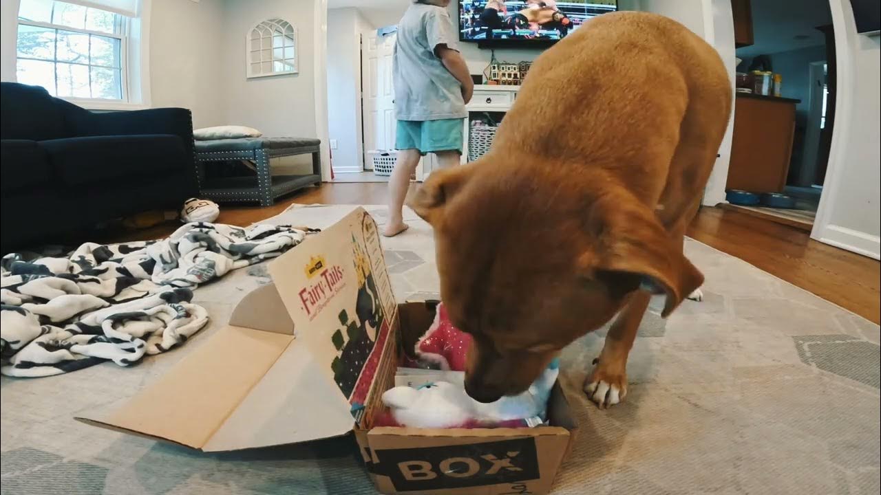 Dog Bark Box Unboxing YouTube