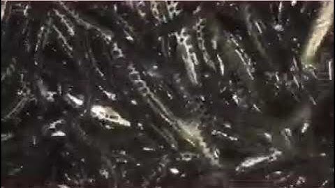 BÁN CÁ CHUỐI HOA - 0975 892 911