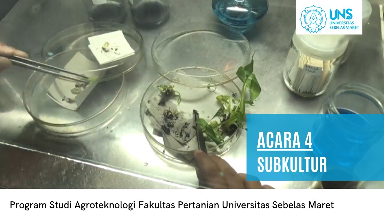 Teknologi Kultur Jaringan || Acara 4: Subkultur