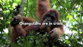 Orangutans in Crisis