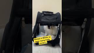 Happy Winter#cats #funnyshorts #capcut #fyp #catsoftiktok