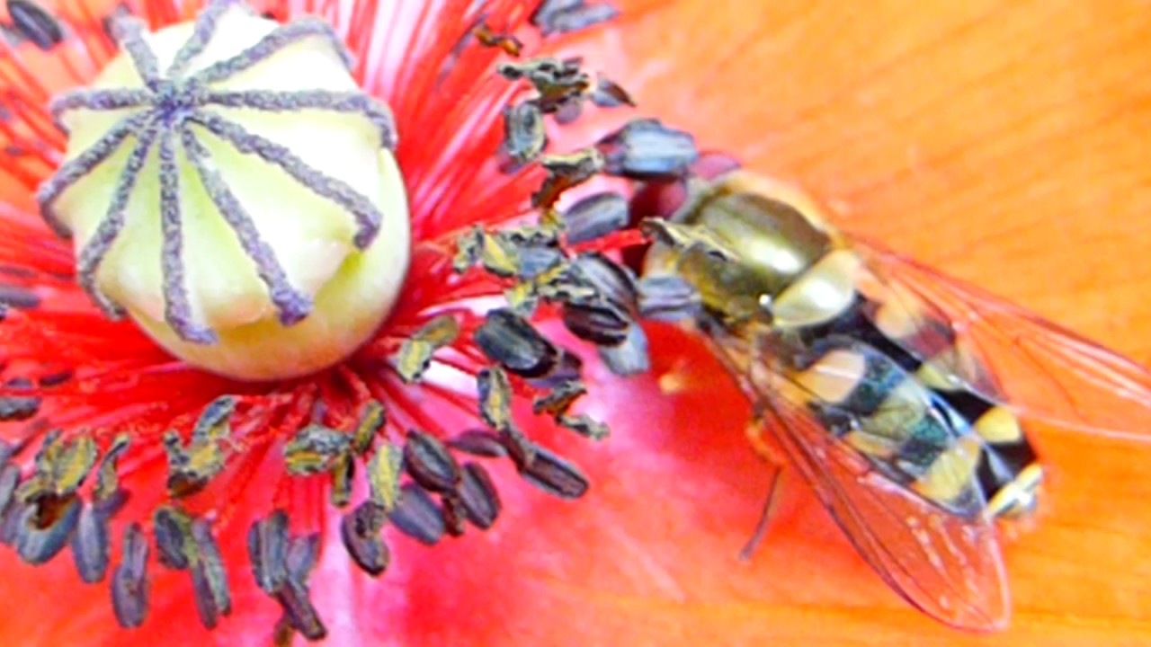 Hoverfly feeding on red Poppy flower -  Blómsveifa -  Valmúi - Sveifflugur - Skordýr
