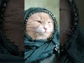 Ramzan #shortvideo