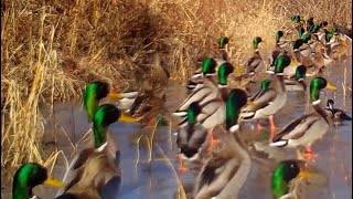 EAGLE HEAD POINT,   GREEN HEADS,  WHITE TAILS, WOOD DUCKS, COYOTES, WILDLIFE