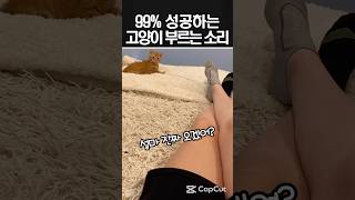 99% 성공하는 고양이 부르는 소리.