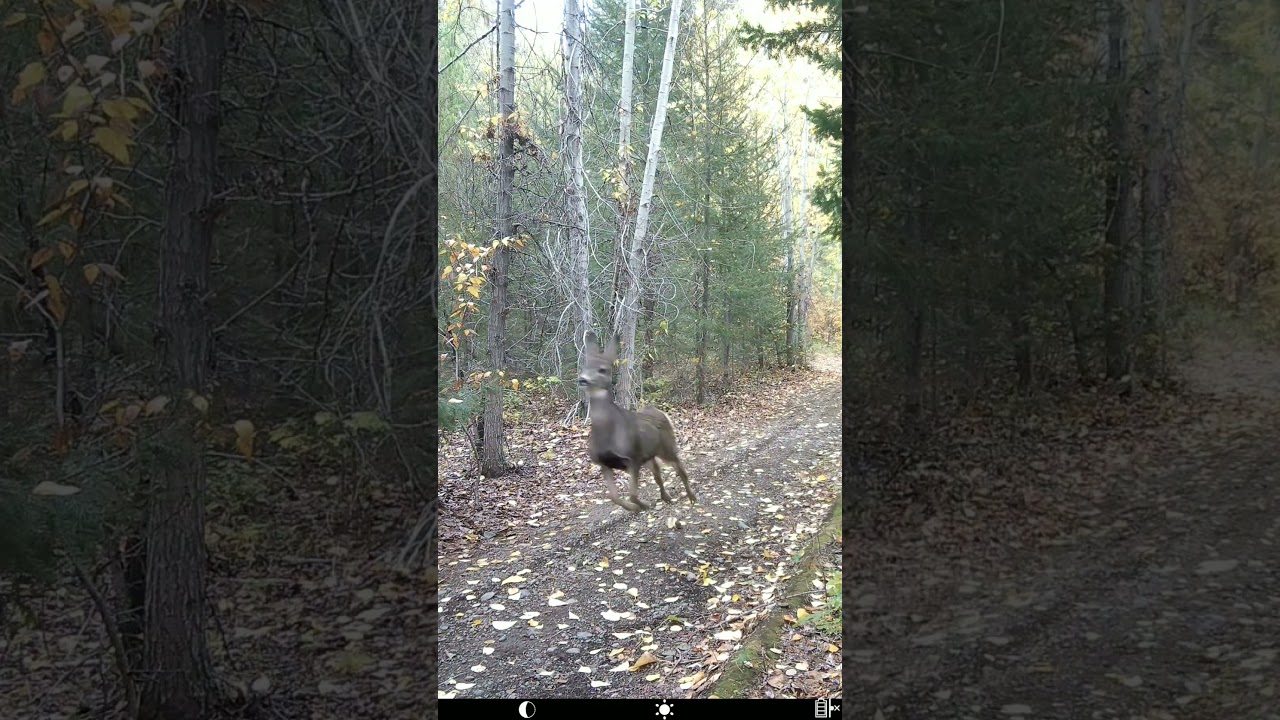 Donkey From Shrek Deer Lookalike 